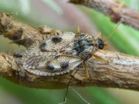 Dictyla humuli