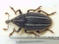 Larinus ursus