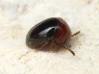 Agathidium nigripenne
