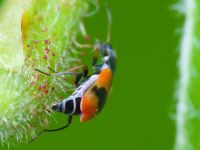 Anthocomus equestris