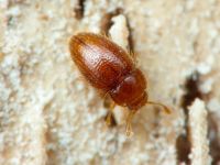 Mycetaea subterranea