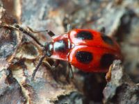 Endomychus coccineus