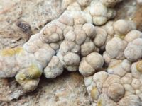 Fungi
