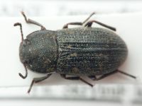 Gonocephalum