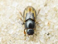 Aphodius