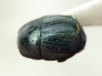 Histeridae