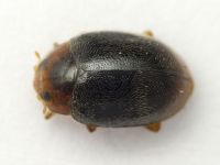 Scymnus haemorrhoidalis