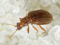 Stephostethus angusticollis