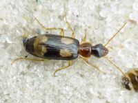 Dromius quadrimaculatus