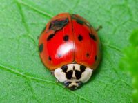 Harmonia axyridis