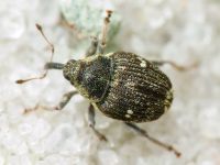 Nedyus quadrimaculatus