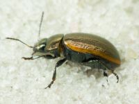 Chrysolina marginata