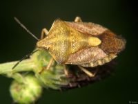 Carpocoris purpureipennis