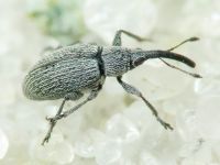 Squamapion elongatum