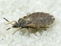Aradus distinctus