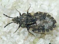 Aradus bimaculatus