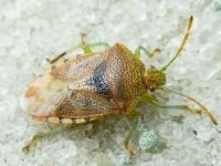 Elasmucha grisea