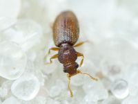 Corticaria longicollis