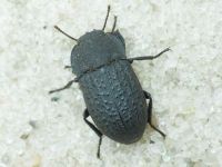 Opatrum sabulosum