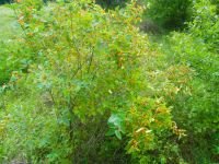 Lonicera tatarica