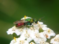 Hedychrum gerstaeckeri