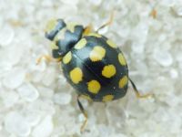 Coccinula quatuordecimpustulata