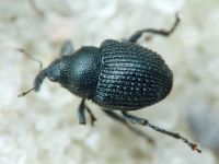 Zacladus geranii