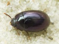 Platydema violaceum