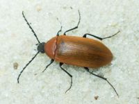 Pseudocistela ceramboides