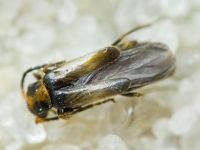 Malthodes