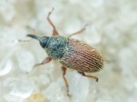 Mecinus pascuorum