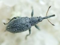 Apioninae
