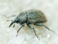 Rhinusa tetra