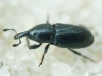 Labiaticola melas