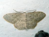 Idaea seriata