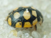 Coccinula quatuordecimpustulata