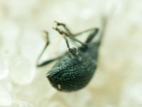 Eutrichapion vorax