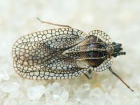 Dictyonota strichnocera
