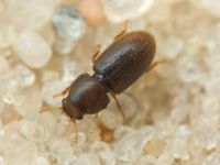 Ciidae