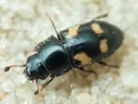 Glischrochilus (Librodor) quadrisignatus