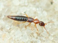 Staphylinidae