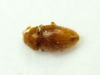 Mycetaea subterranea