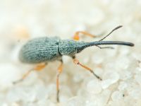 Rhopalapion longirostre