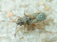 Nysius senecionis