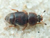 Carpophilus (Carpophilus) lugubris