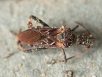 Leptoglossus occidentalis