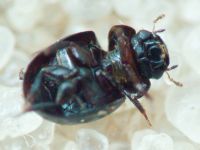 Leiodidae