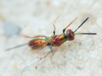 Torymus cupreus