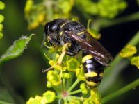 Ectemnius cephalotes