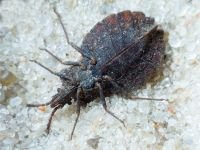 Aradus conspicuus